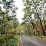 山頂付近の白樺が色づき始めました！